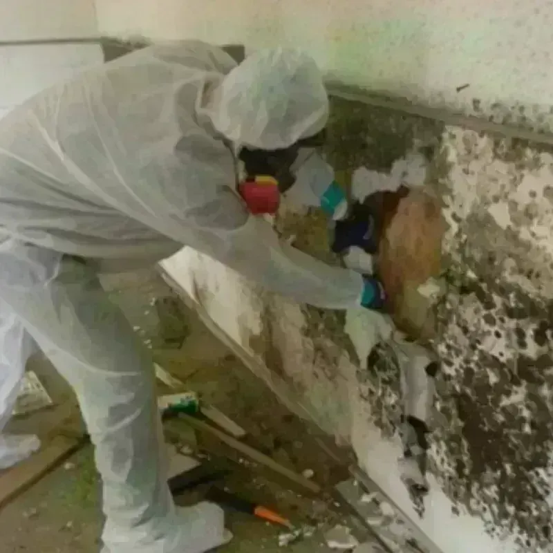 Mold Remediation and Removal in South Bend, WA